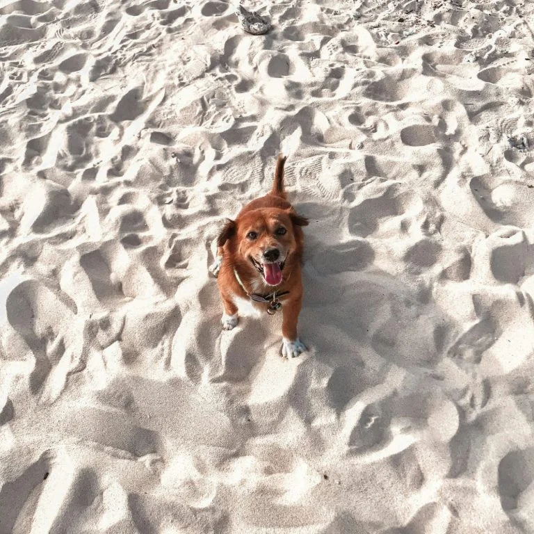Hund im Sand am Strand